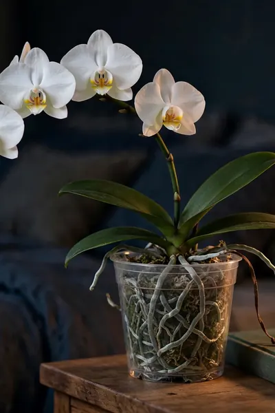 moth orchid with white blooms on a nightstand